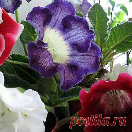 Семена глоксинии крупноцветковой