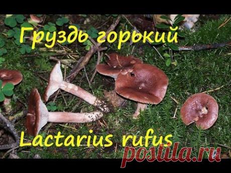 Груздь горький собирают всегда! - YouTube