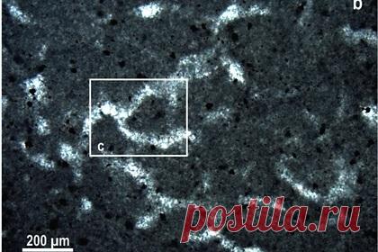 В Канаде нашли предполагаемые следы самого древнего многоклеточного. Палеонтолог Элизабет Тернер обнаружила в Канаде предполагаемый отпечаток самого древнего многоклеточного. Во время изучения породы неопротерозойской эры, она заметила необычные разветвленные отпечатки, состоящие из множества трубчатых структур. По ее мнению, это остатки древних губок с белковым скелетом.