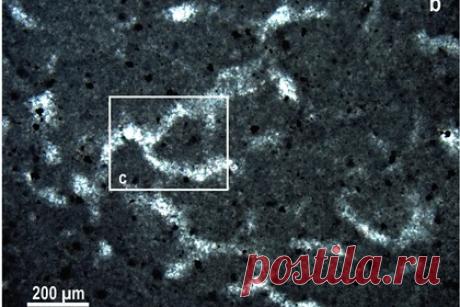 В Канаде нашли предполагаемые следы самого древнего многоклеточного. Палеонтолог Элизабет Тернер обнаружила в Канаде предполагаемый отпечаток самого древнего многоклеточного. Во время изучения породы неопротерозойской эры, она заметила необычные разветвленные отпечатки, состоящие из множества трубчатых структур. По ее мнению, это остатки древних губок с белковым скелетом.