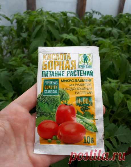Не пропустите очень важную подкормку томатов в стадии бутонизации. | Огородник из Рязани | Яндекс Дзен