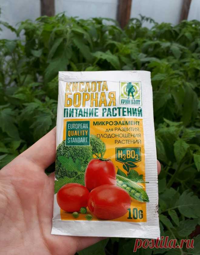 Не пропустите очень важную подкормку томатов в стадии бутонизации. | Огородник из Рязани | Яндекс Дзен