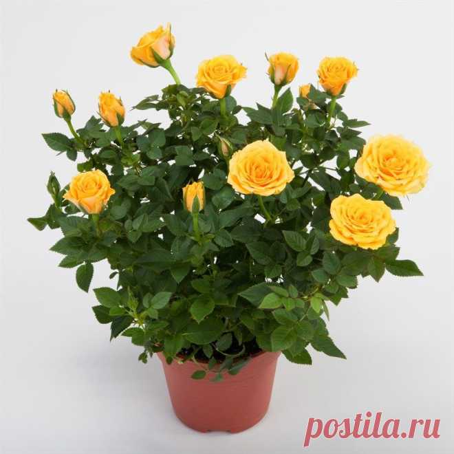 Уход за домашней розой — Делимся советами