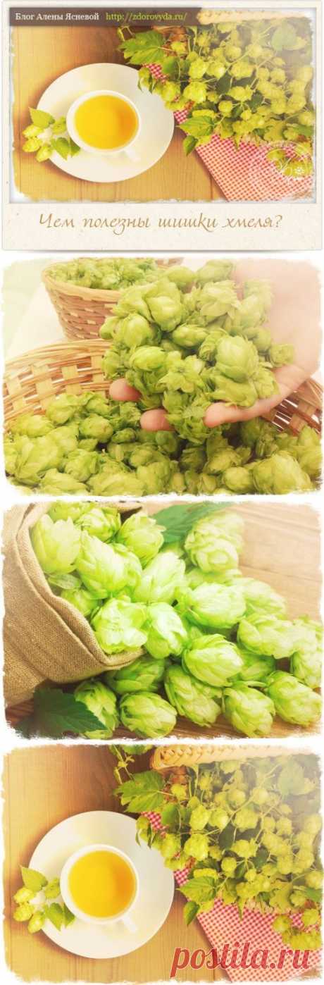 Чем полезен хмель и все способы его применения