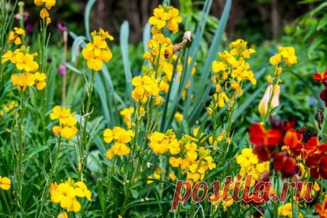 Хейрантус, или Лакфиоль (Cheiranthus)