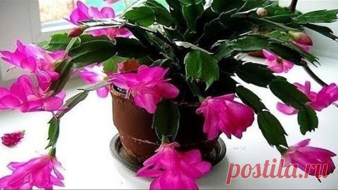 Маленькая хитрость: чтобы цветы в доме цвели пышно и долго.