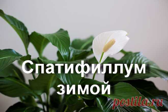 Как правильно ухаживать за спатифиллумом зимой?