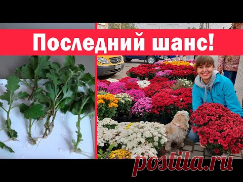 Ещё можно успеть!!! Размножение хризантемы черенками осенью