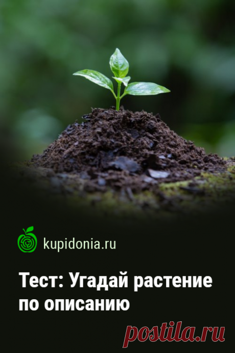 Тест: Угадай растение по описанию. Мир растений окружает нас повсюду. Но насколько хорошо вы с ним знакомы? Попробуйте ответить правильно наши вопросы, чтобы проверить свои знания.