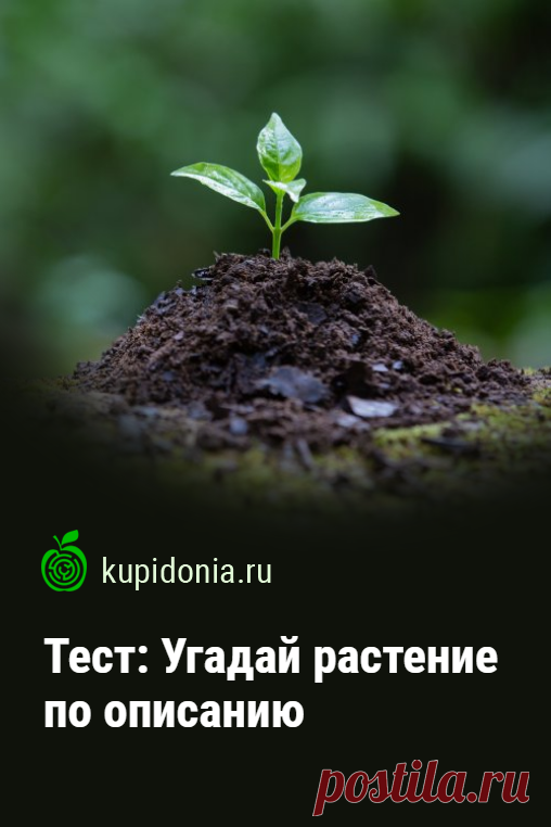 Тест: Угадай растение по описанию. Мир растений окружает нас повсюду. Но насколько хорошо вы с ним знакомы? Попробуйте ответить правильно наши вопросы, чтобы проверить свои знания.