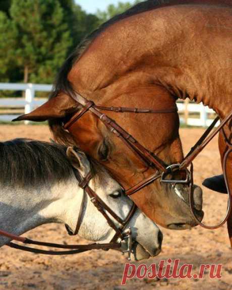El amor es hermoso
A-Grizzle  |   Pinterest • Всемирный каталог идей
