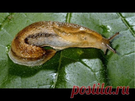 Как я избавилась от СЛИЗНЕЙ - YouTube