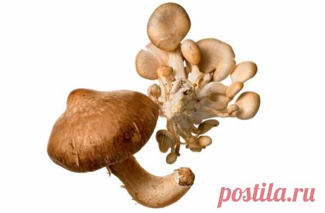 9 продуктов, которые повышают иммунитет