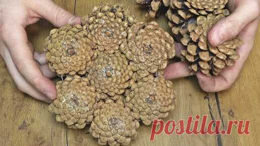 Я собрал в лесу сосновые шишки и теперь собираюсь использовать их, чтобы заработать на праздники! | Мастер Сергеич | Дзен