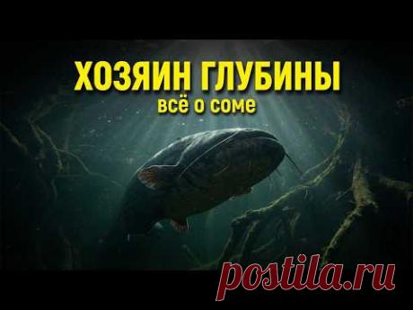 Самая страшная рыба России. Всё о соме!