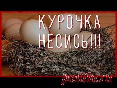 10 СОВЕТОВ ЧТОБЫ КУРЫ неслись ЗИМОЙ КАК ЛЕТОМ. #2. Чем кормить кур чтобы хорошо неслись?