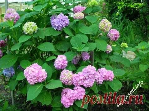 Размножаем кустарники отводками и отростками..