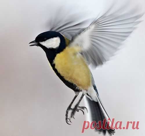 Птицы — вестники — Народные приметы