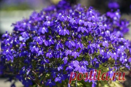 Зачем прищипывать петунию и лобелию и как это сделать правильно | Летники (Огород.ru)