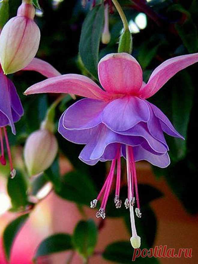 30 семян садовой бонсай растения