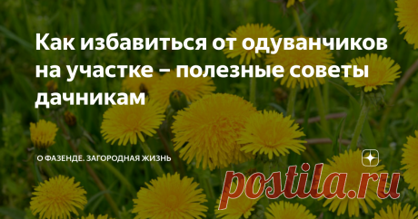 Как избавиться от одуванчиков на участке – полезные советы дачникам Одуванчик – это яркий и красивый цветок, но, с другой стороны, это сорняк, который стремительно распространяется на большом расстоянии. Поэтому садоводы часто задумываются о том, как избавиться от одуванчиков на участке, но не всегда могут грамотно это сделать.