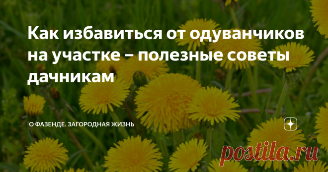 Как избавиться от одуванчиков на участке – полезные советы дачникам Одуванчик – это яркий и красивый цветок, но, с другой стороны, это сорняк, который стремительно распространяется на большом расстоянии. Поэтому садоводы часто задумываются о том, как избавиться от одуванчиков на участке, но не всегда могут грамотно это сделать.