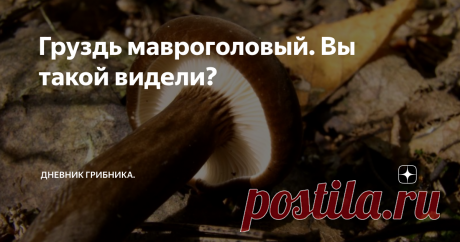 Груздь мавроголовый. Вы такой видели? Самый приятный  млечник. На ощупь.