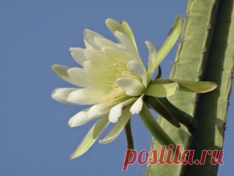 Приложение "Открытки"
Анна Пронина