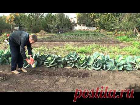 05. Подготовка грядки озимого чеснока. Сентябрь. - YouTube
