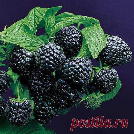 Черная малина кумберленд: секреты выращивания
