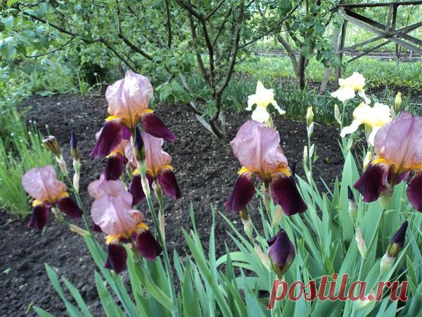 Ирисы: посадка и уход