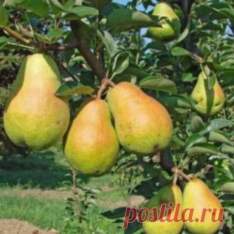 Лучшие сорта груш