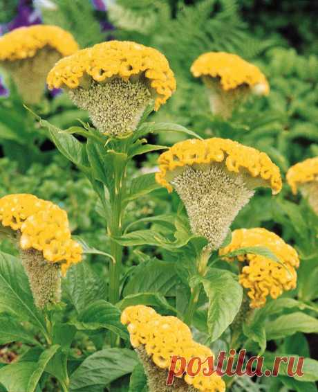 целозия фото цветов: 3 тыс изображений найдено в Яндекс.Картинках