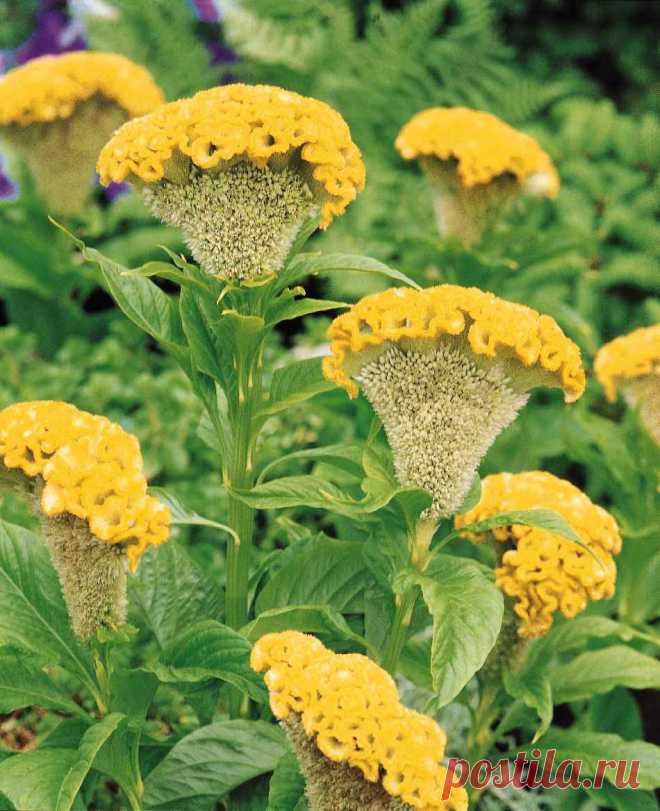 целозия фото цветов: 3 тыс изображений найдено в Яндекс.Картинках