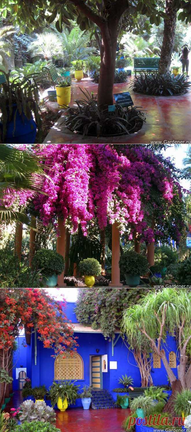 (+1) тема - Удивительный Jardin Majorelle (сад Можераль) ! | УДИВИТЕЛЬНОЕ