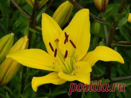 Травяные подкормки / 7dach.ru