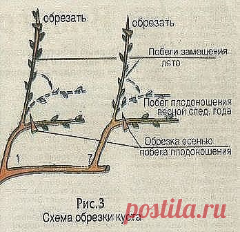 Как выращивать виноград