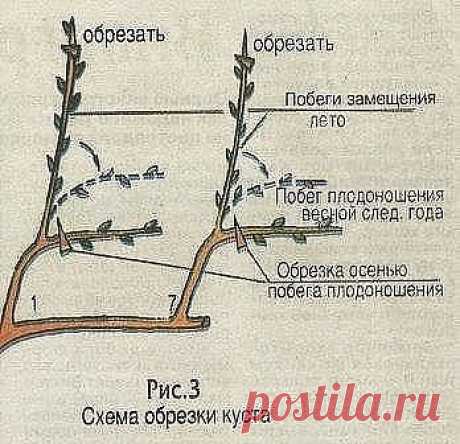 Как выращивать виноград