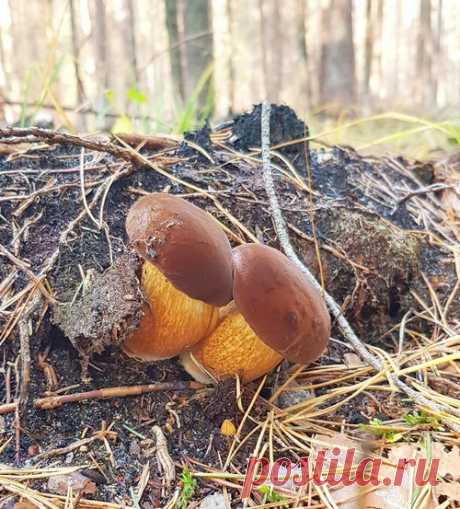 5 главных вопросов о грибах - Вкусный Блог