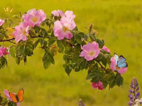 00b572bd8429d995344ae6325d59117d.gif (800×600)