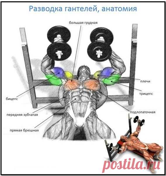 Разводка гантелей лежа. Изучаем все тонкости 

Разводка гантелей лежа – это “луч света в темном царстве” :) для грудных и то разнообразие, которого им так не хватало. Собственно начнем как обычно с теоретической части. 

Разводка гантелей – изолированное упражнение, которое направлено на проработку грудных (пекторальных) мышц и развитие их ширины. Оно позволяет культуристу создать более внушительный контур груди и также увеличить объем легких. 

Основными мышцами, которые ...