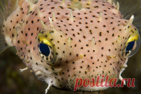 Прекрасные и удивительные коралловые рифы / Туристический спутник