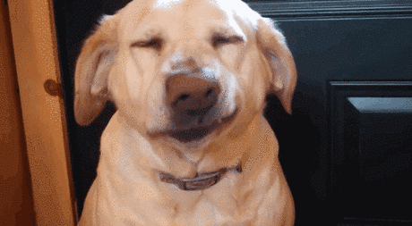 Четвероногие пародии на человеческий флирт