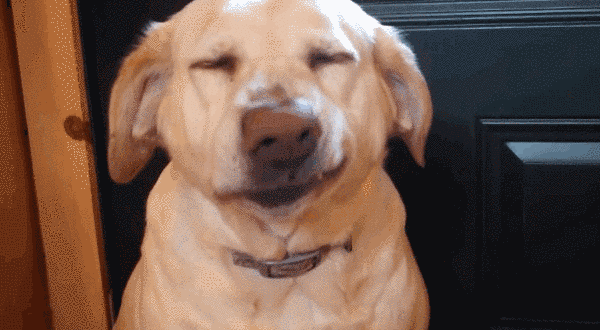 Четвероногие пародии на человеческий флирт