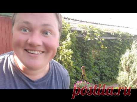 Стрижка петунии!🌺//Не всё так просто!!!🍀🐝