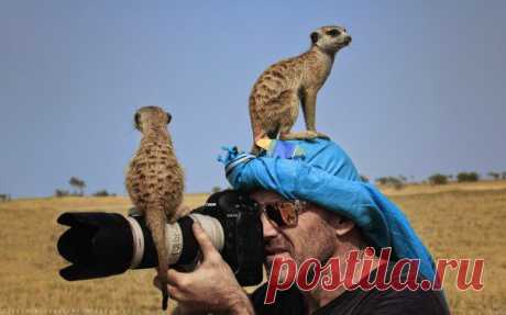 Хорошему фотографу сурикат не помеха.