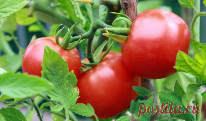 «Старый друг лучше новых двух»!Советские сорта томатов — актуальные в наши дни (7 фаворитов из прошлого) | О Фазенде. Загородная жизнь | Дзен