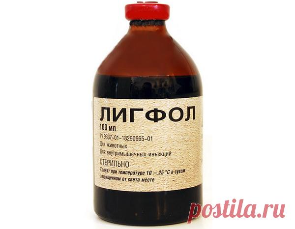 Мастоцитома, папилломатоз и жировики у собак: симптомы, лечение и фото