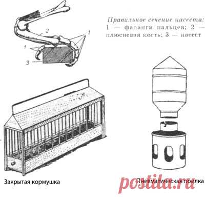 содержание голубей в домашних условиях | Все о птицеводстве