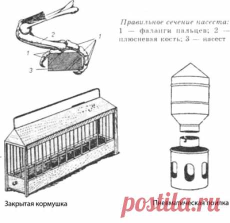содержание голубей в домашних условиях | Все о птицеводстве